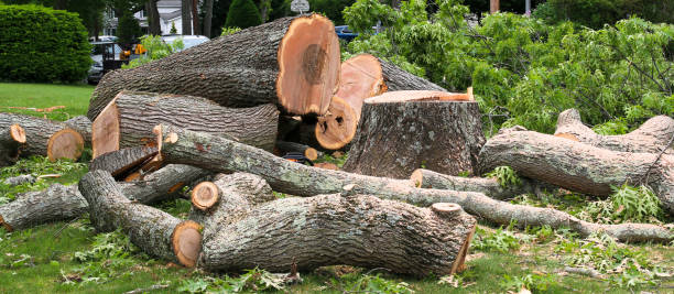 Best Tree Disease Treatment  in Pine Hill, NJ